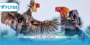 đá gà thomo