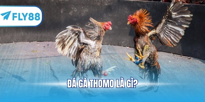 Đá gà Thomo là gì?